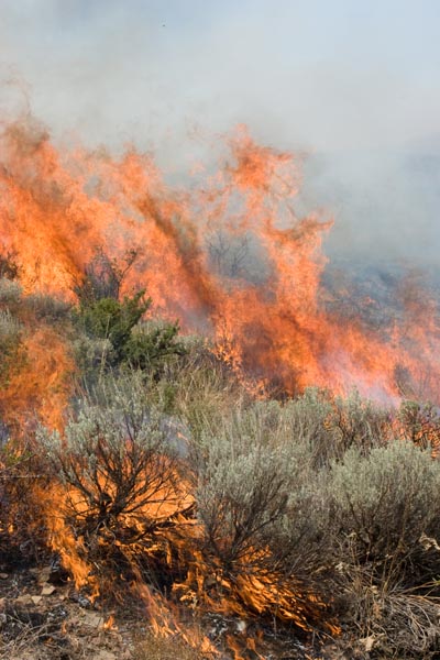 brushfire.jpg