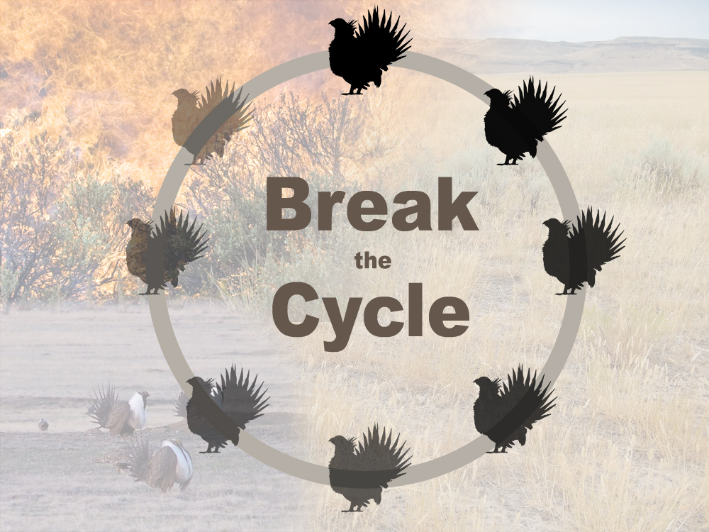 graphic of how to break the sage-grouse cycle