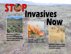 Stop Invasives Now