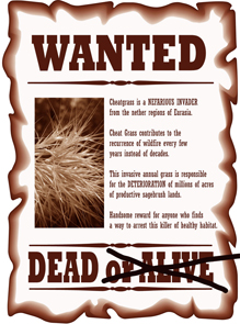 Wanted Dead Cheatgrass
