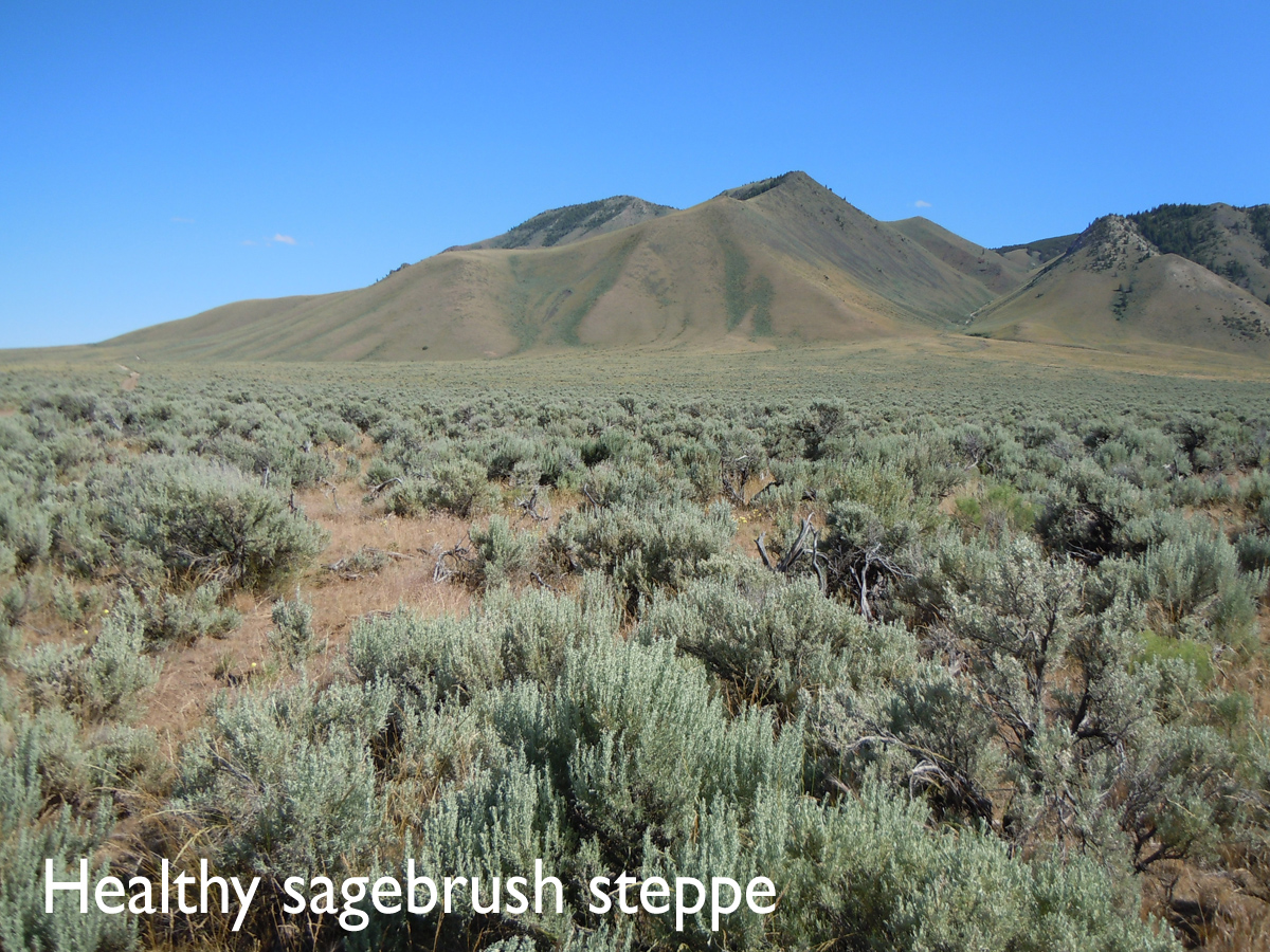 picture of healthy sagebrush steppe